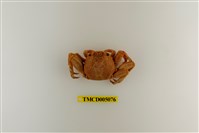 藏品(鱗形斜紋蟹)的圖片